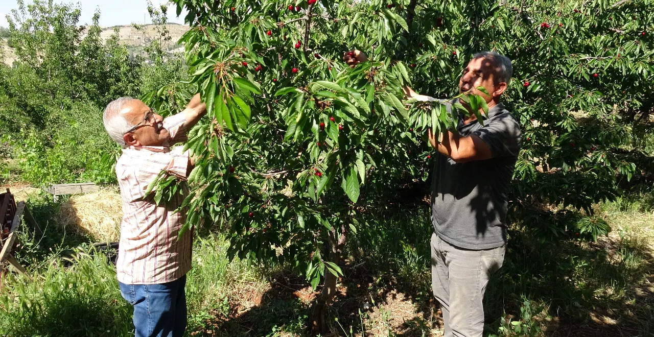 3 bin TL yevmiyeye işçi yok! Hasat başladı, üretici kara kara düşünüyor