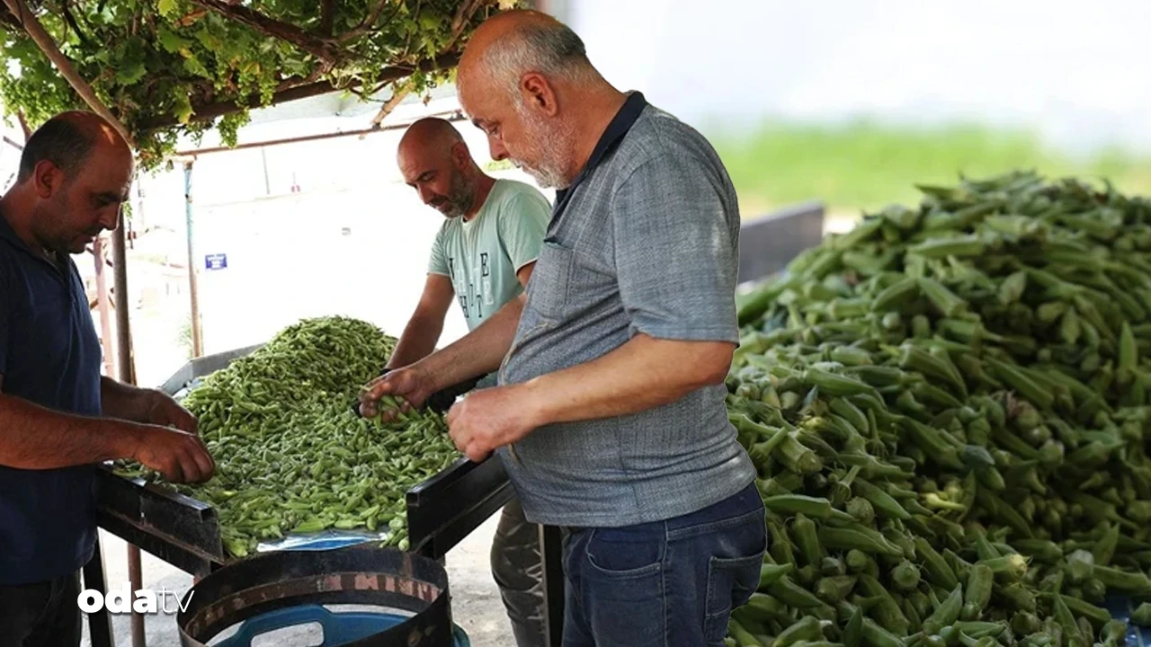 Bamyada hasat başladı... Üreticinin gözü Ankara'da: 'Bizi de destek kapsamına alın'