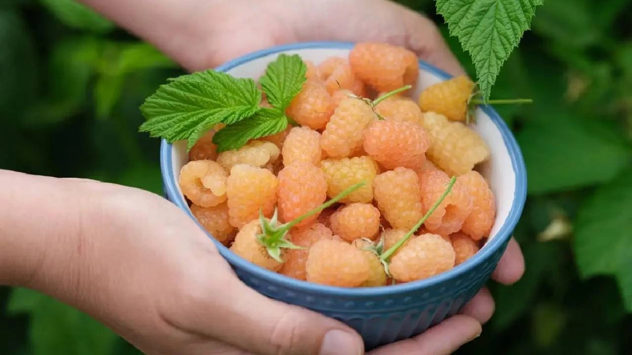 Kırmızısını deli gibi yerken kuşlar sarısına bakmıyorlar bile! Doğanın size ipucu!