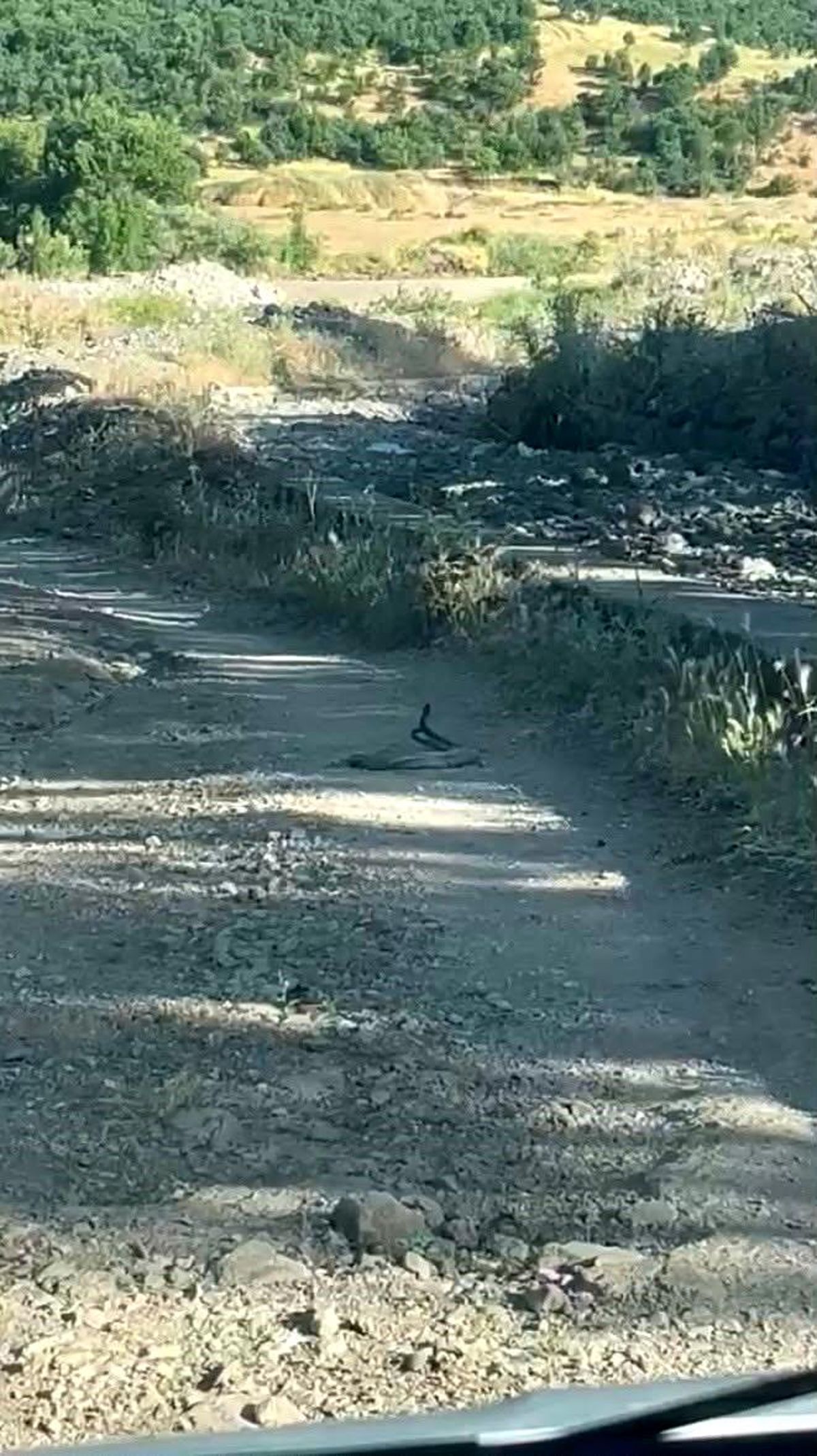 Bingöl'de iki yılanın dansı görüntülendi