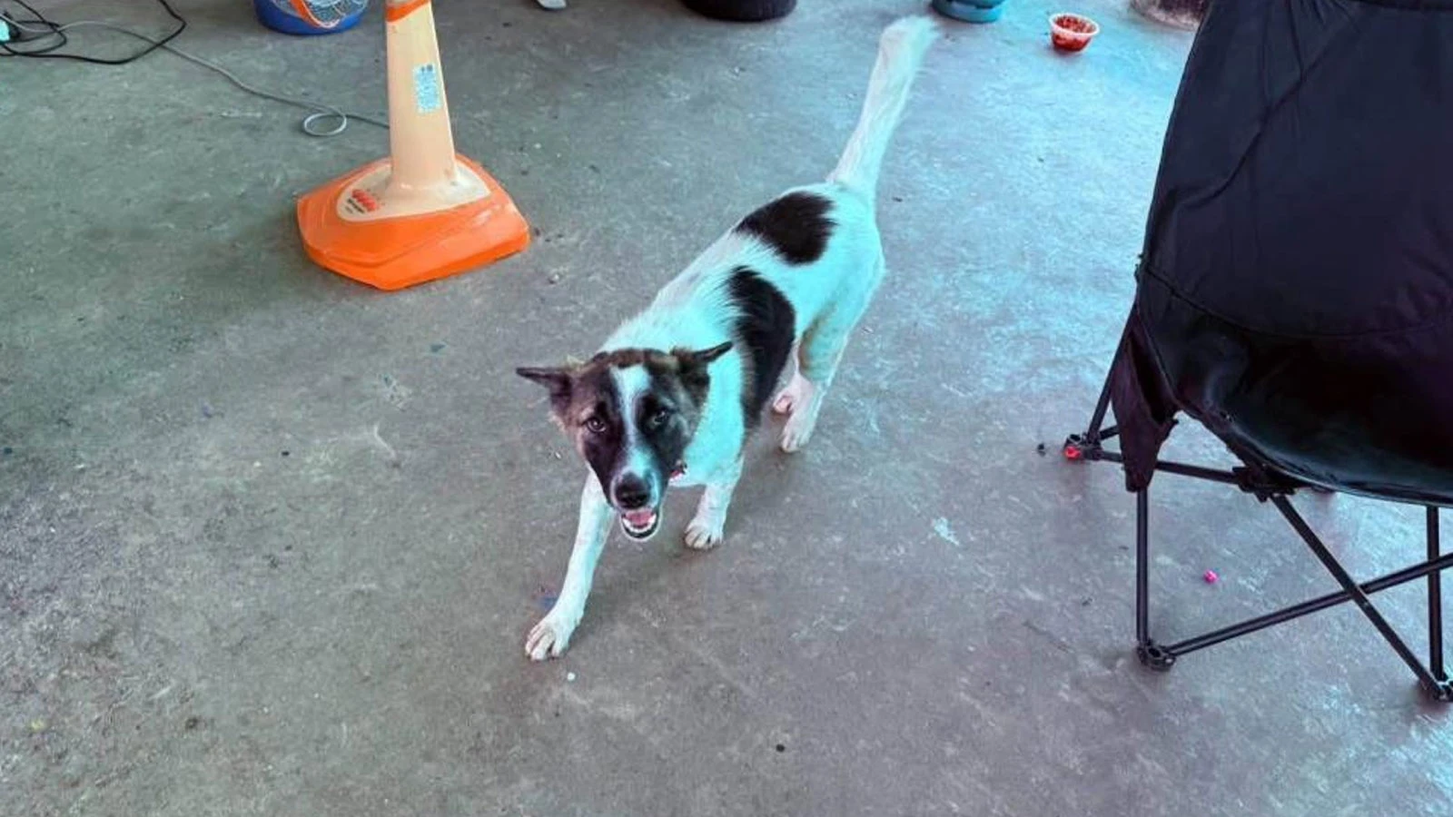 Akıllara durgunluk veren olay! Evcil köpek eve el bombası getirdi