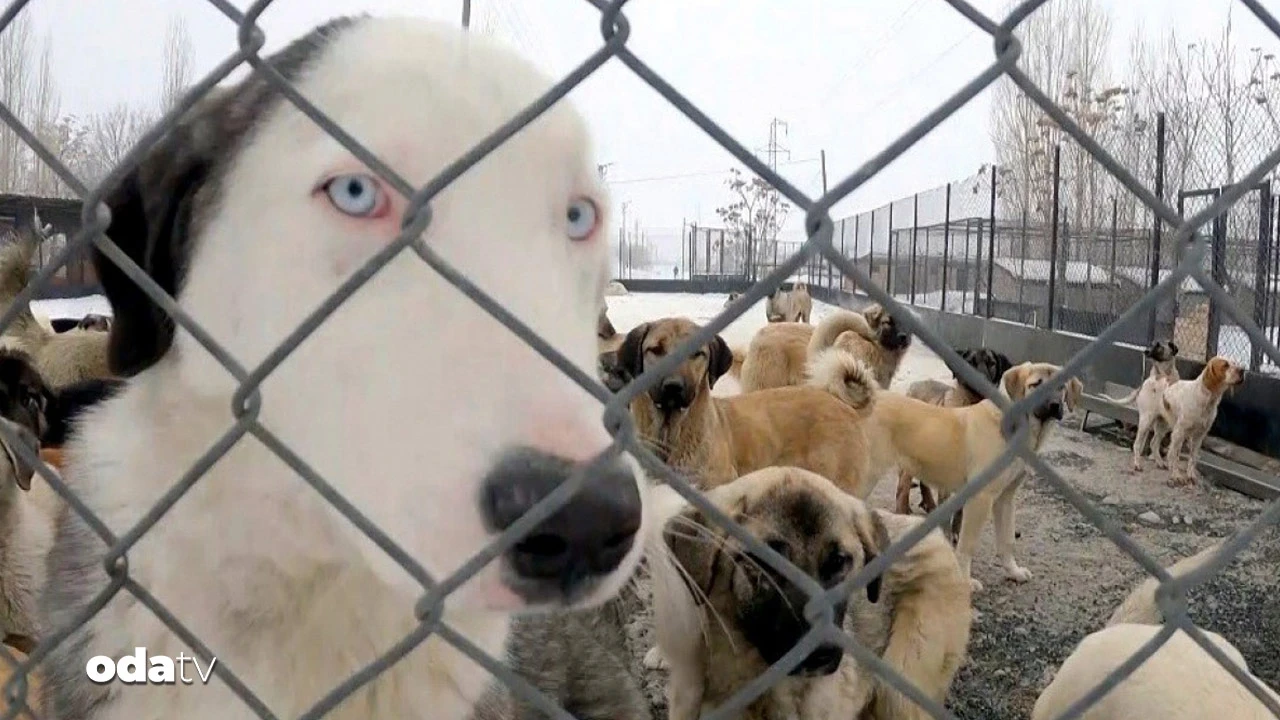 Sokak köpekleri soruşturması: 3 belediye başkanı hakkında işlem
