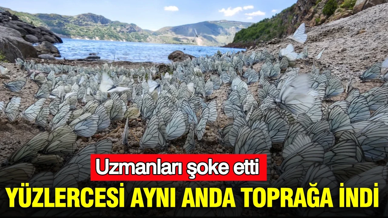 Yüzlercesi aynı anda toprağa indi: Uzmanları şoke etti