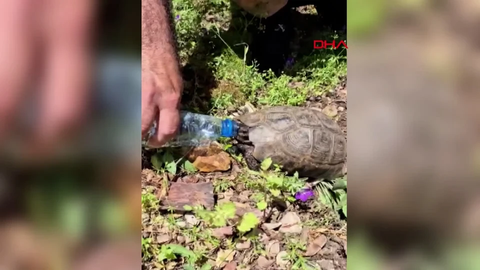 Gaziantep İslahiye’de Öğretmenden Susuz Kaplumbağaya Hayat Desteği