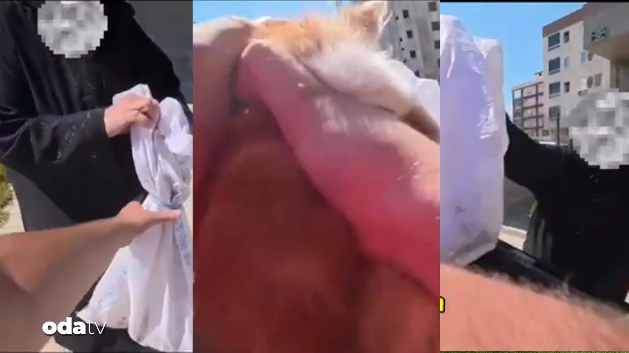 Kediyi çuvala koydu... Kurye böyle kurtardı: 'Günah ya'