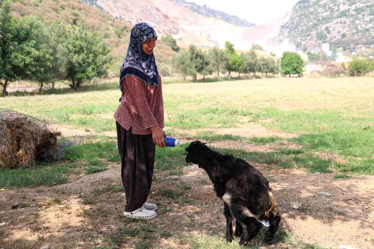 Annesinin reddettiği oğlak, anne sevgisini Hayriye teyzenin yanında buldu