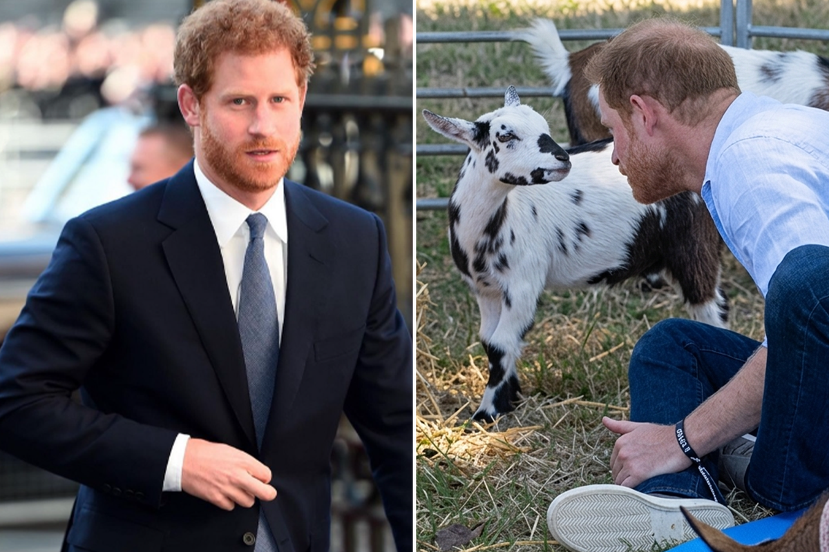 Prens Harry'ye beklenmedik darbe! Yanındakiler hemen espriyi patlattı