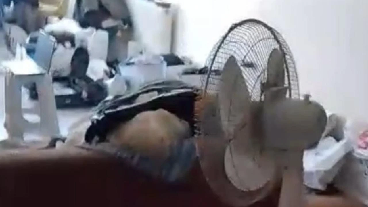 Çöp evde şoke eden manzara: 6 kedi koruma altına alındı