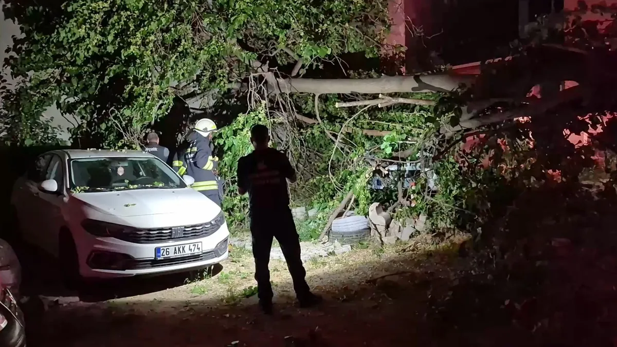 İkiye ayrılan dut ağacı 2 aracın üzerine devrildi