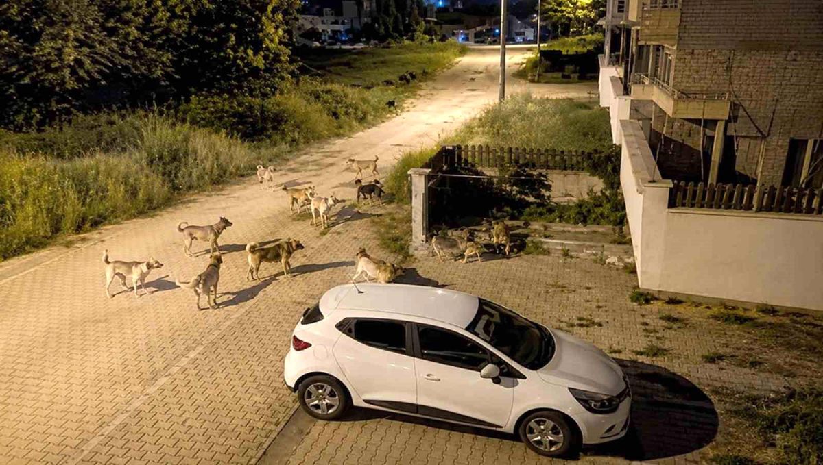 Bolu'da köpek sürüsü tedirginliği
