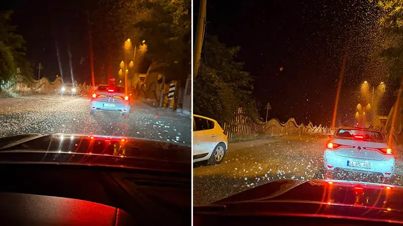 Sakarya'da milyonlarca kelebeğin ölüm dansı