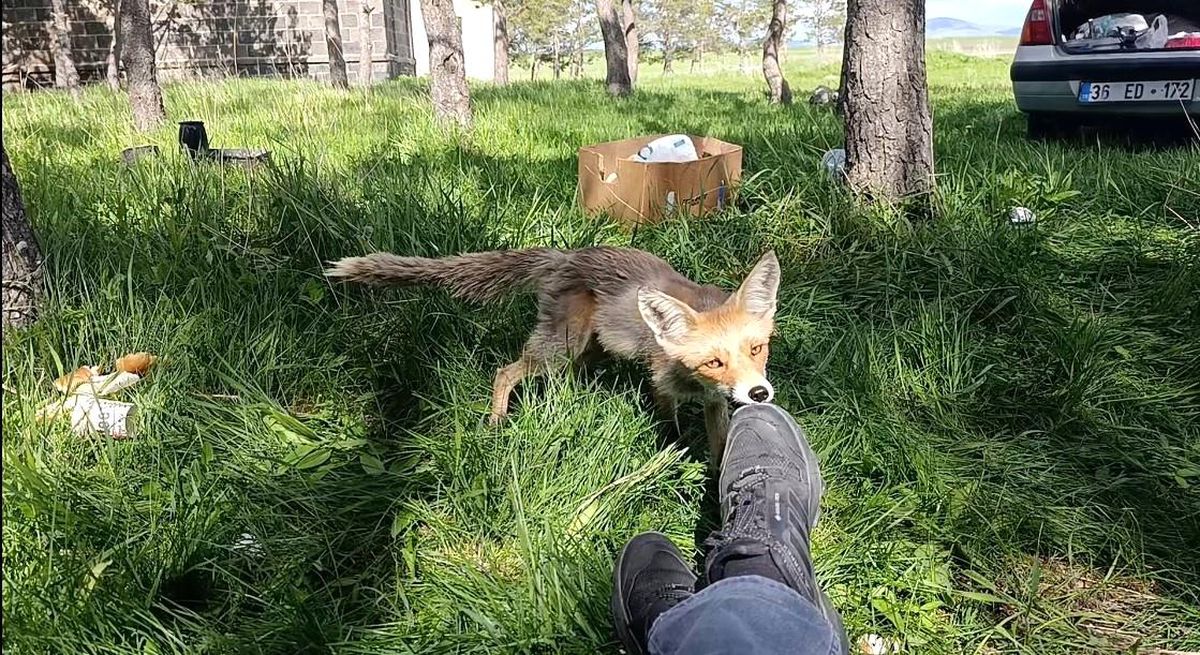 Kars'ta piknikçilerin gözdesi tilki Dalton kamerada
