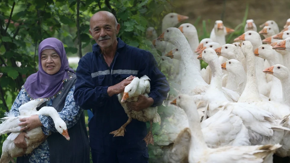 Ordu'da kaz yetiştiriciliği: Emekli çift 100 kazlık destekle köyde yeni bir hayat kurdu | EKONOMİ HABERLERİ