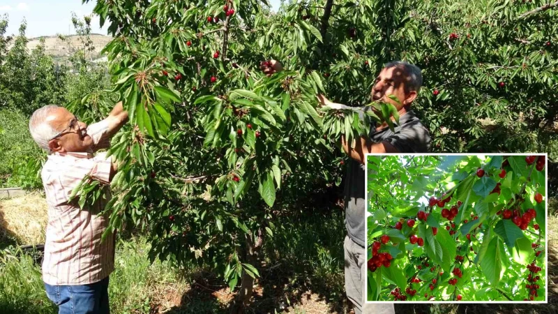 Günlüğü 3 bin TL'ye çalışacak işçi bulamıyorlar: Kilogramı 120 TL'yi buldu ama üretici dertli