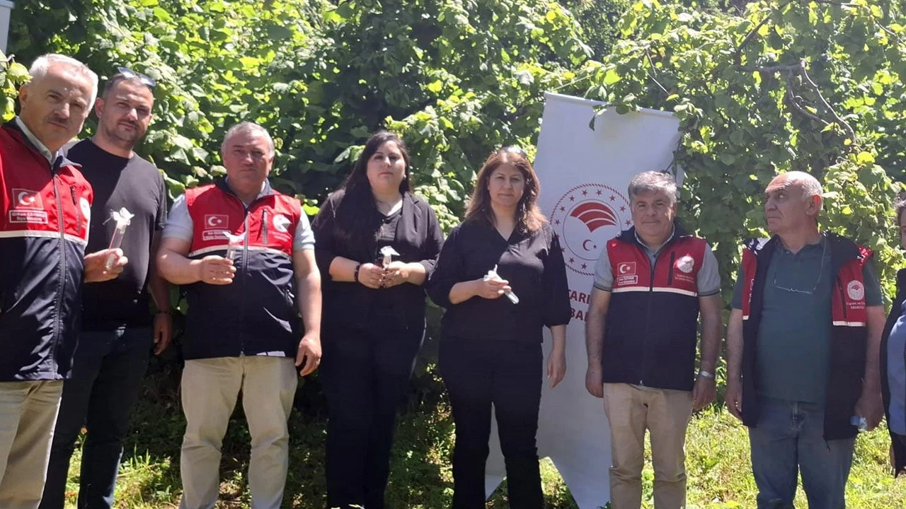 Kastamonu'da 5 bin tanesi doğaya salındı