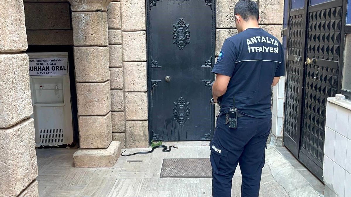 Namaza gelen cemaat karşılaştıkları yılanı önce oyuncak sandı, hareket edince telefona sarıldı