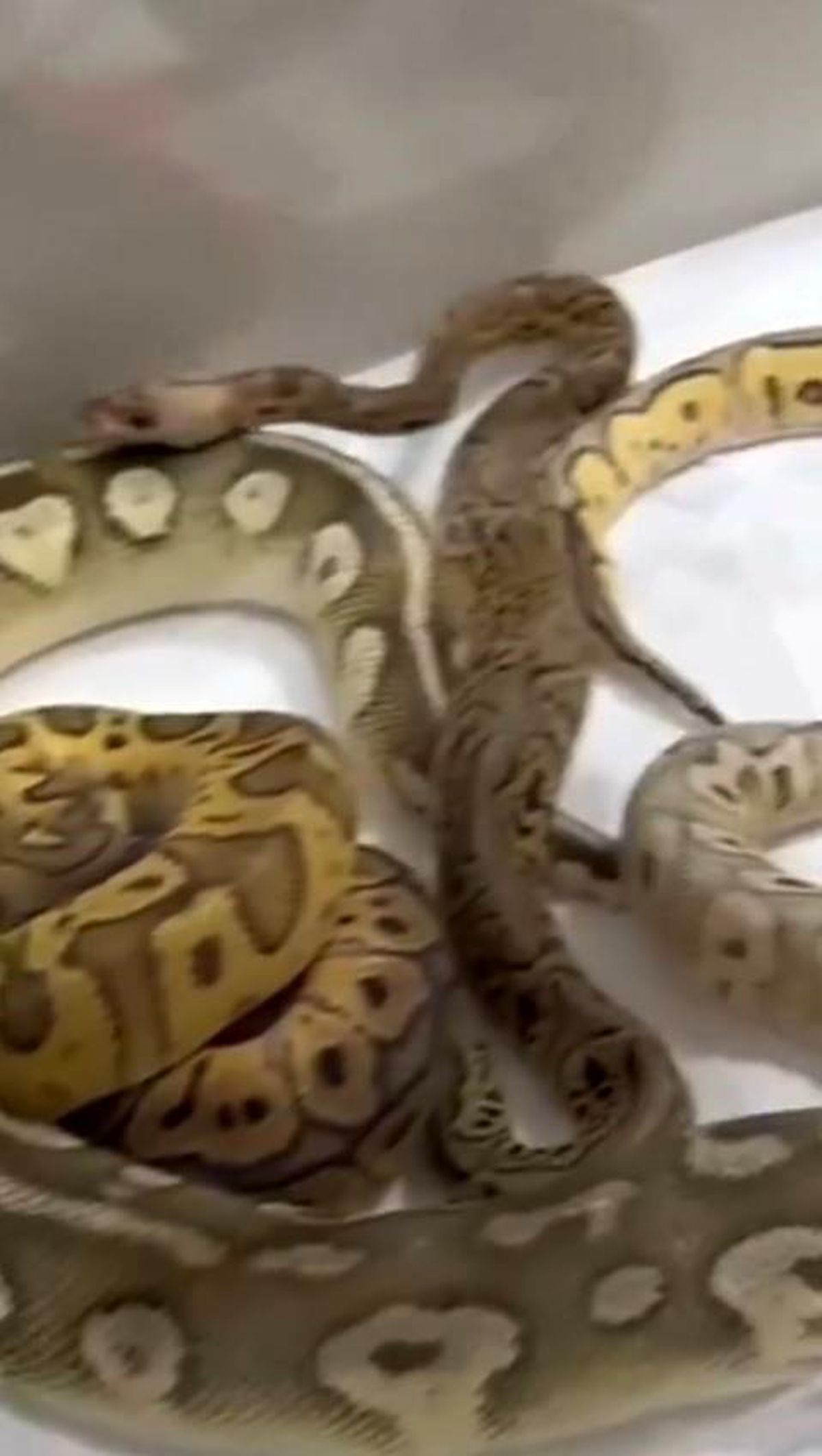 İstanbul'da bir evden 18 piton, 21 Mısır ve 3 king yılanı çıktı