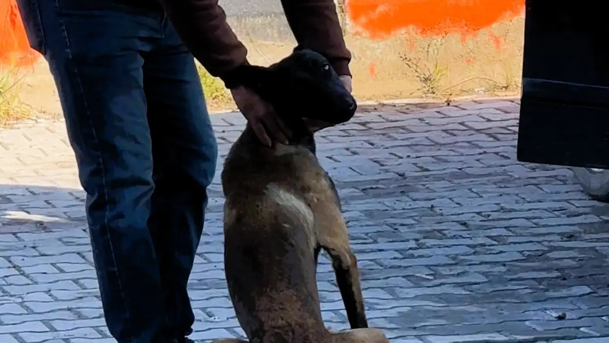 Dinlenme tesisinde dehşet! Başıboş köpek kadının kolunu kopardı