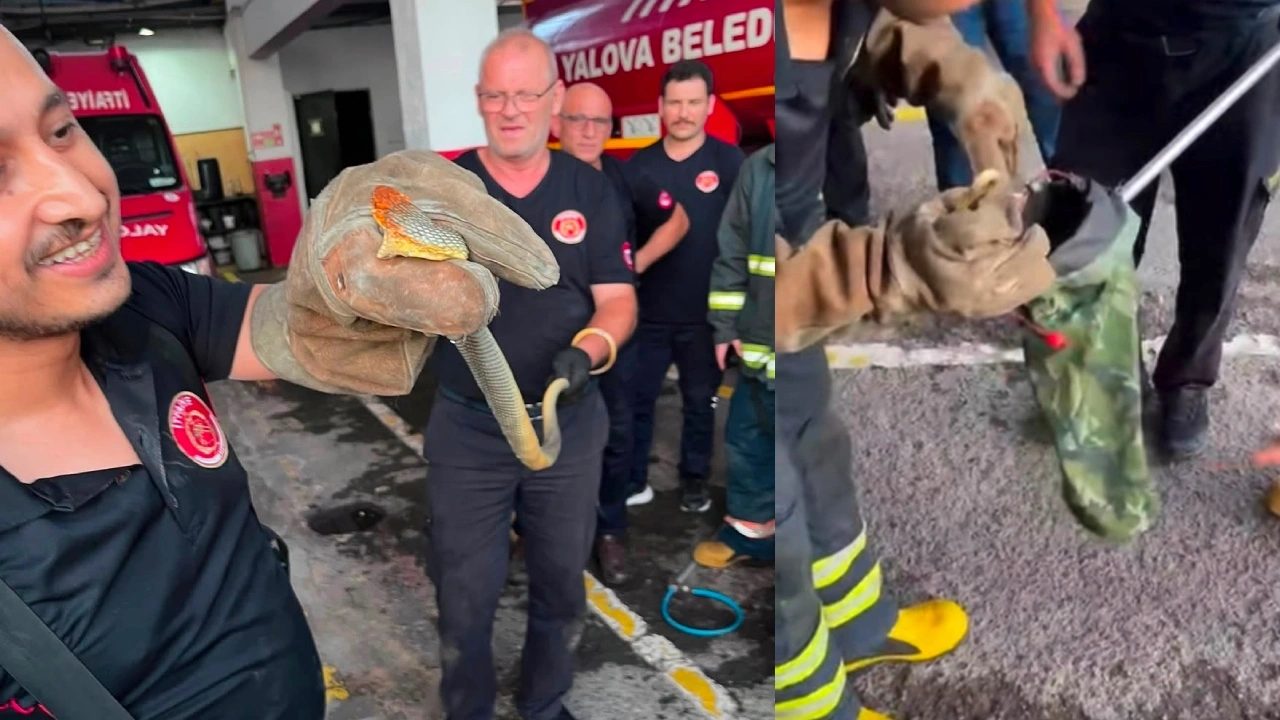 Yılanın feribot yolculuğu: Arabalı vapurla Yalova'ya geçti