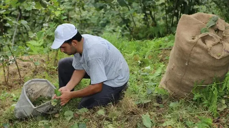Giresun'da fındık işçi yevmiyesi bin 101 lira olarak belirlendi