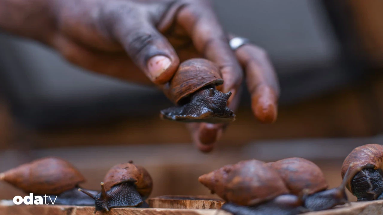 Afrika'da balıkçılar dev salyangoz çiftçiliği yapmaya teşvik ediliyor