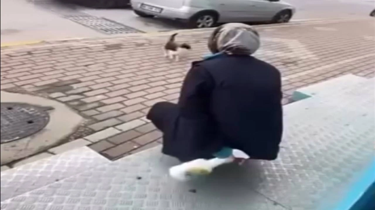 Kediye kimyasal sprey sıkan vicdansız beraat etti!