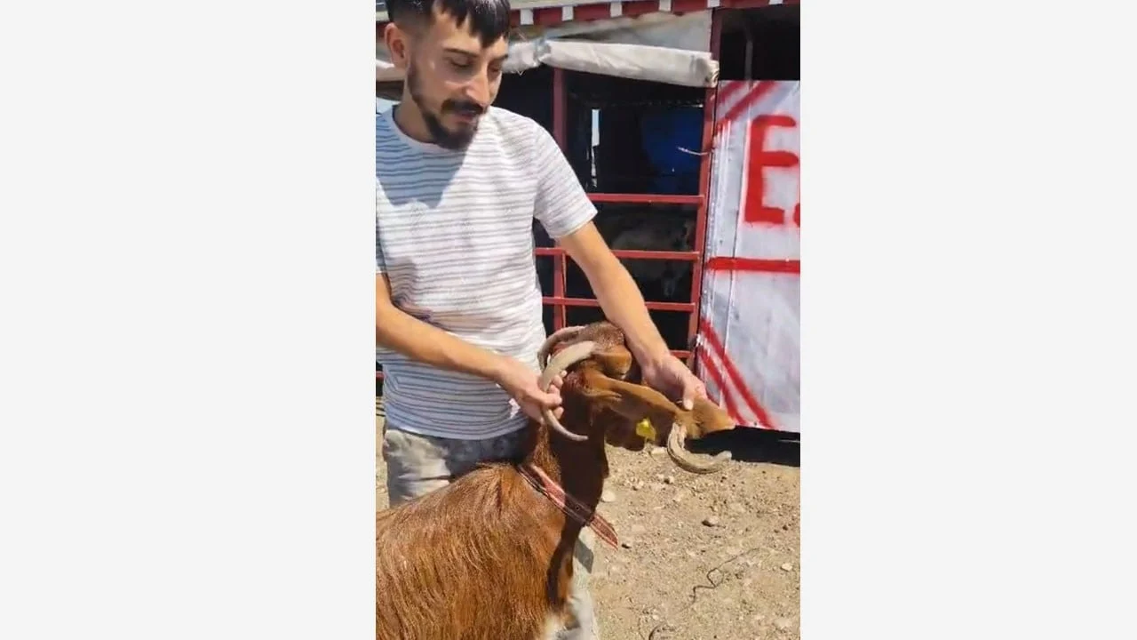 “Antika keçi” görenleri şaşırttı! Kulağından boynuz çıktı