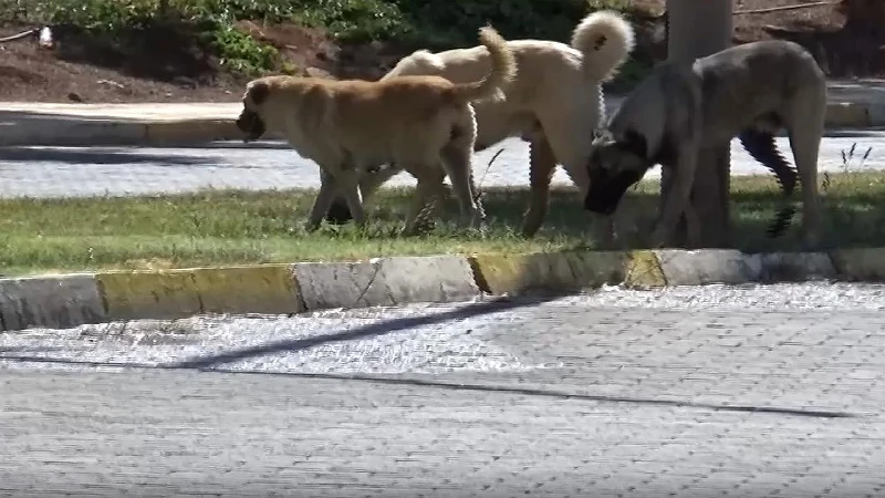 Sahipsiz köpeğin saldırısına uğrayan 1,5 yaşındaki çocuk yaralandı