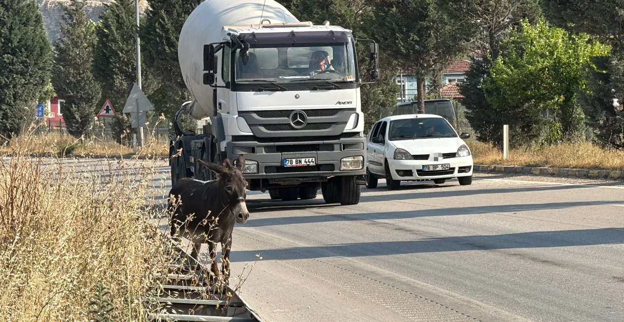 Kara yolunda tehlikeli anlar! Başıboş eşek kazaya davetiye çıkardı