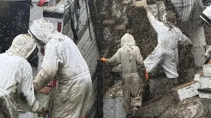400 kovan taşıyan kamyon devrildi! 24 milyon arı etrafa dağıldı: 'Lütfen içeride kalın'