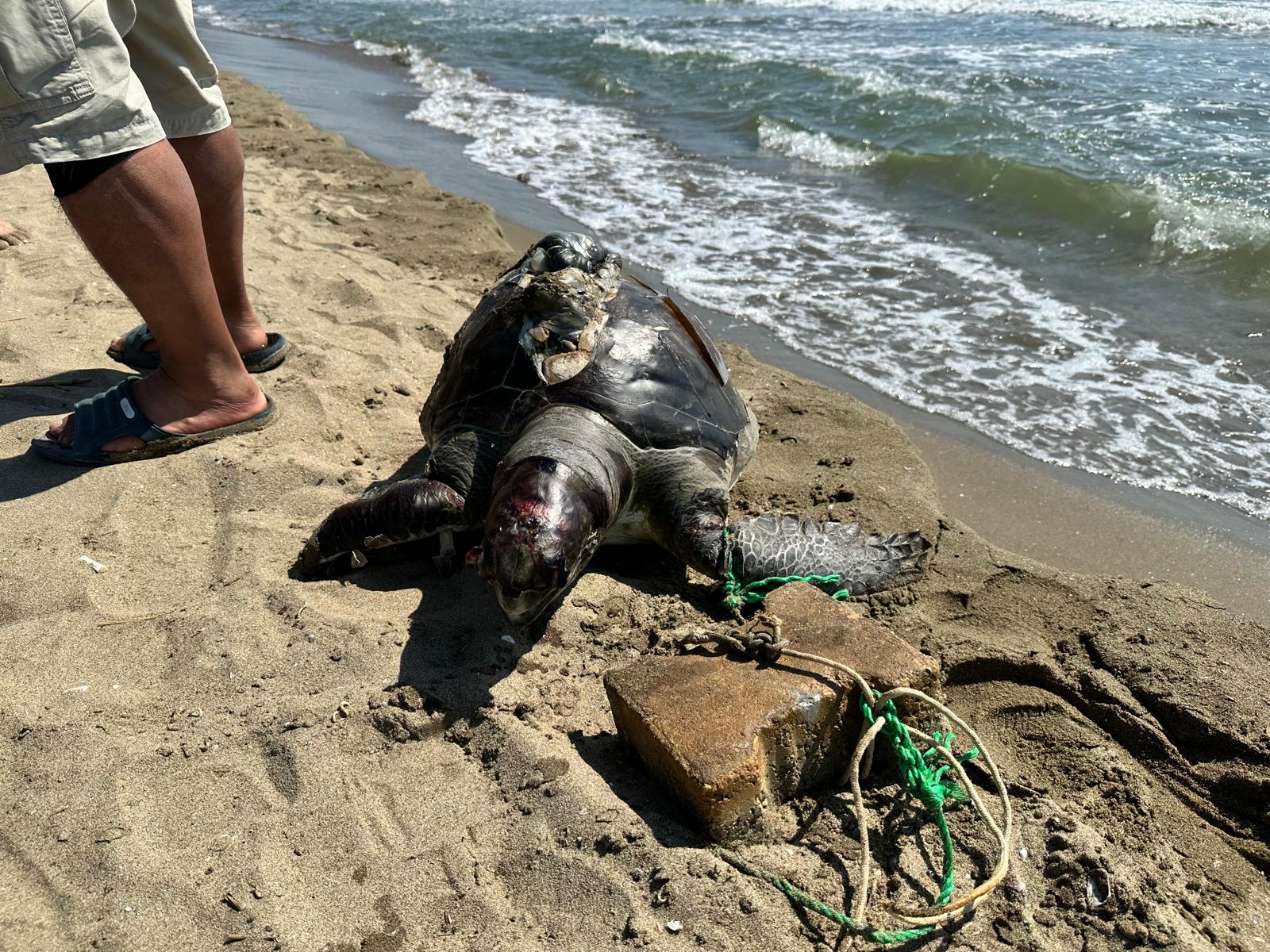 Bir haftada ikinci olay. Parke taşı bağlanan deniz kaplumbağası ölü bulundu