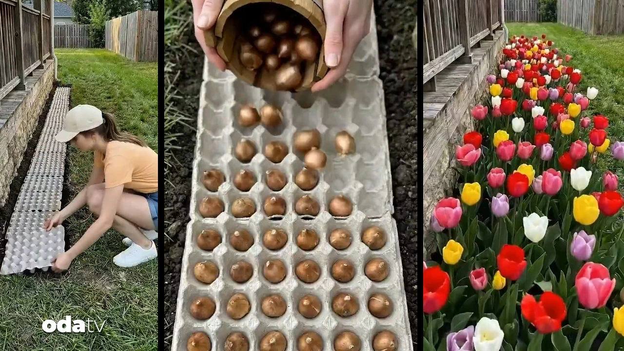 Yumurta kartonundan lale bahçesi