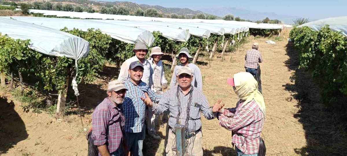 Dünyaca ünlü Sultaniye üzümüne beyaz kalkan