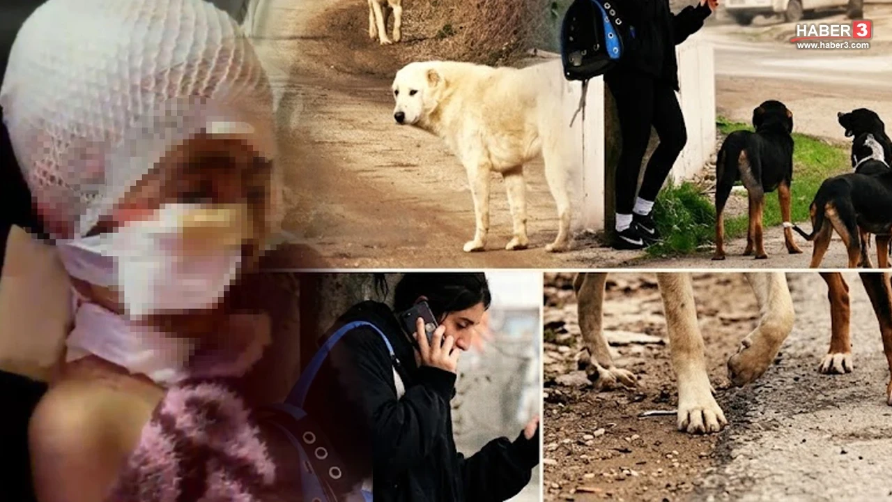 Başıboş köpek saldırıları sonrası 2 Belediye başkanına soruşturma
