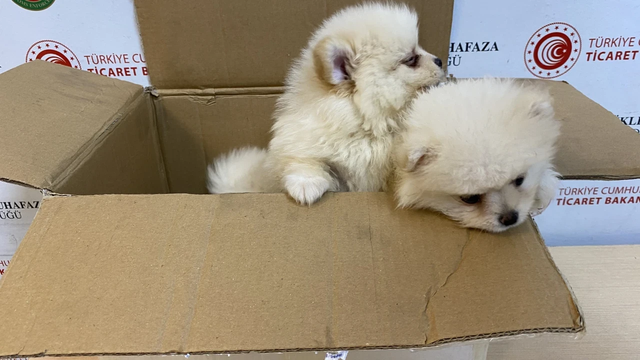 Pomeranian'lar gümrüğe takıldı