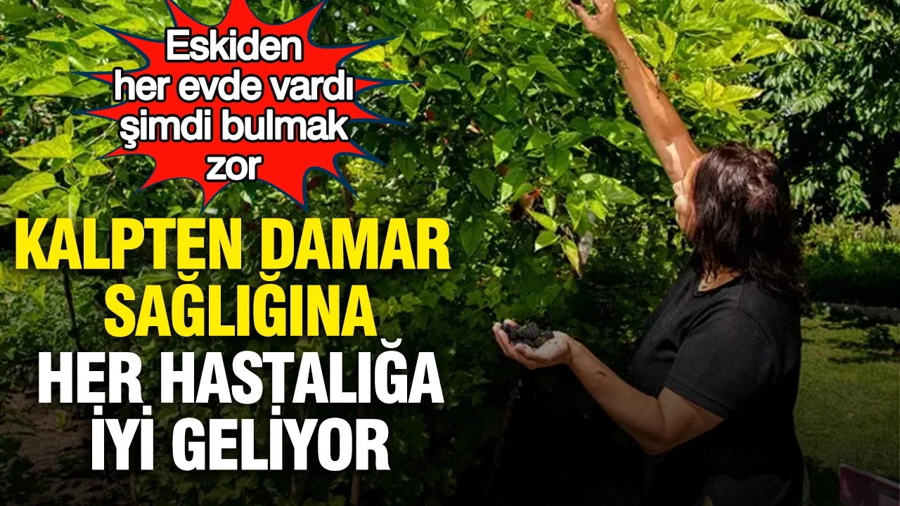 Eskiden her evde vardı, şimdi bulmak zor: Kalpten damar sağlığına her hastalığa iyi geliyor