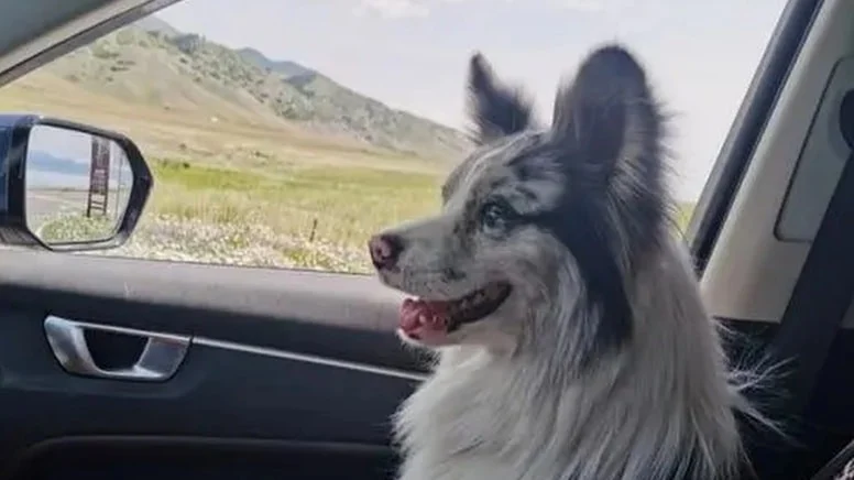 Çin'de fenomen köpeğin feci sonu! 1.5 milyon takipçili akıllı köpeği restoranda kestiler!