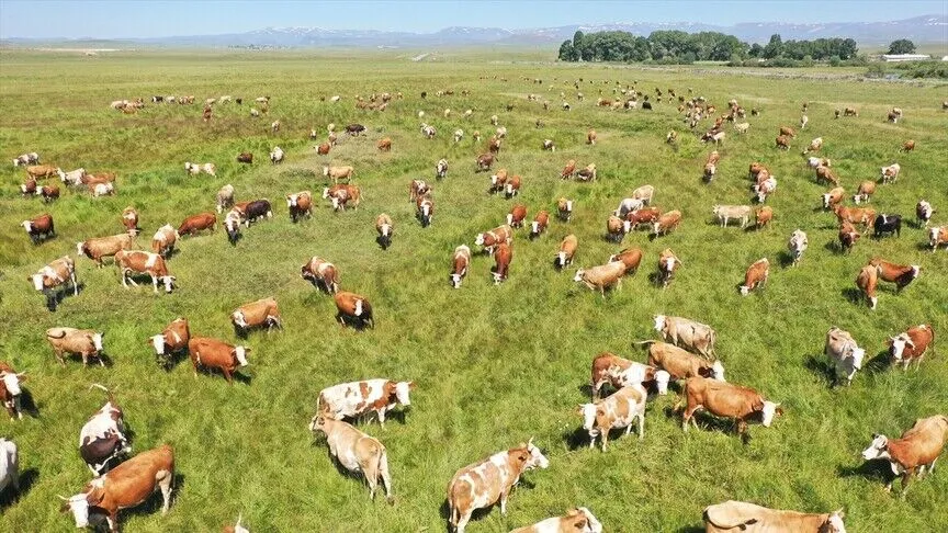 Kars'ta kayıtlı mera alanı 418 bin hektara yükseldi