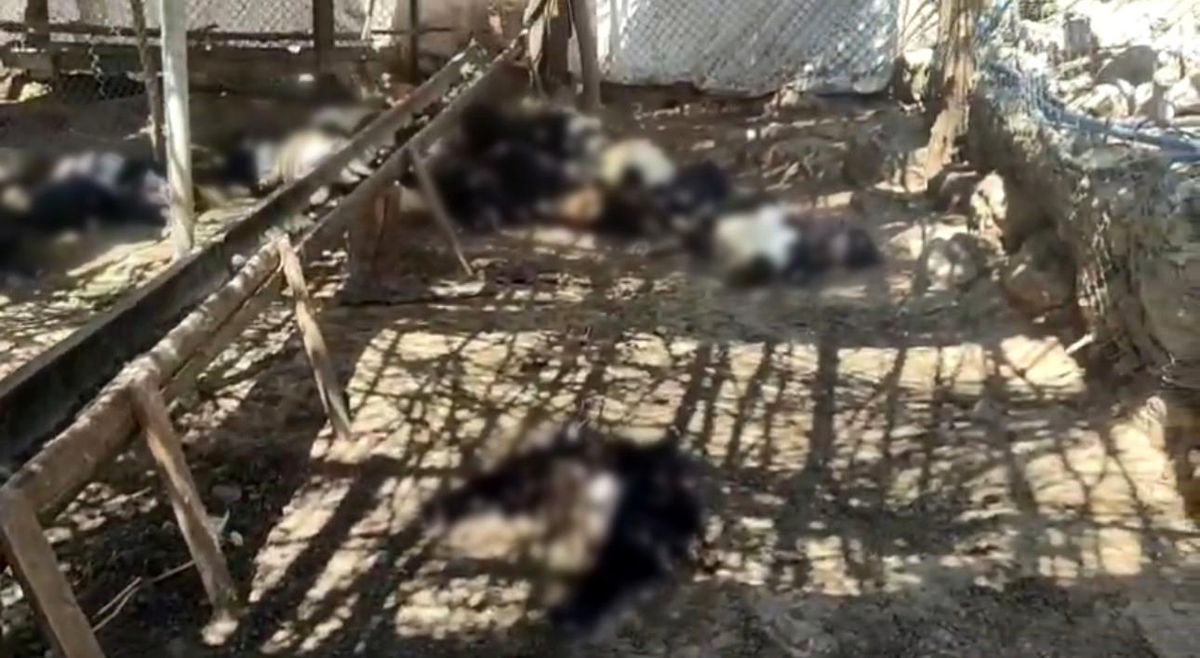 Ağıla giren başıboş köpekler 26 keçiyi telef etti