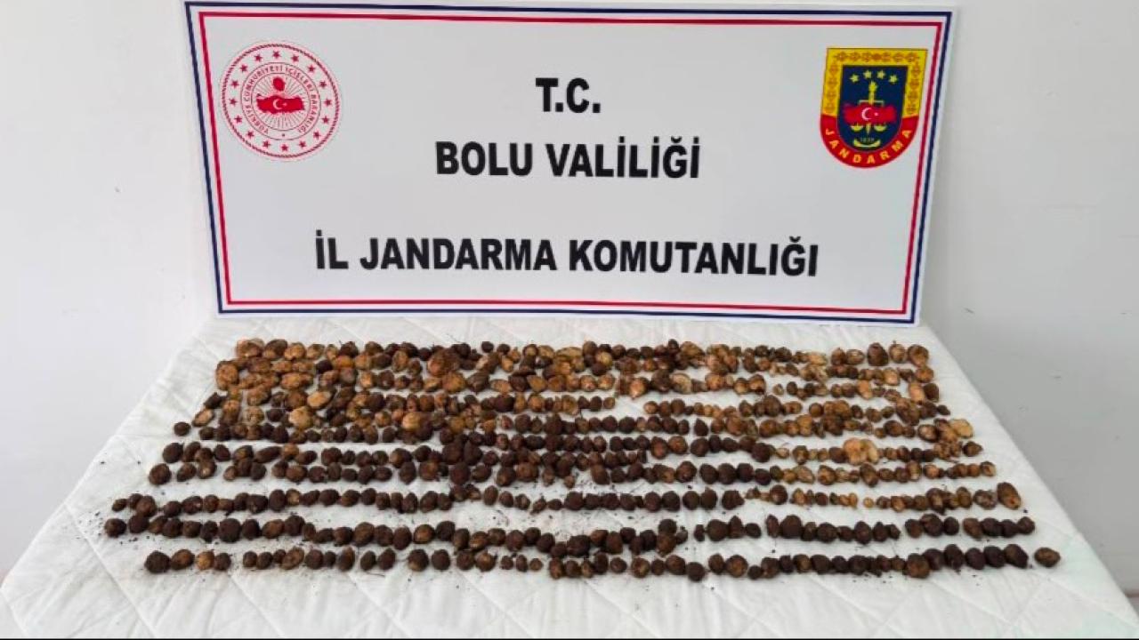 Bolu'da yabani salep toplayan kişiler 2 milyon lira ceza kesildi