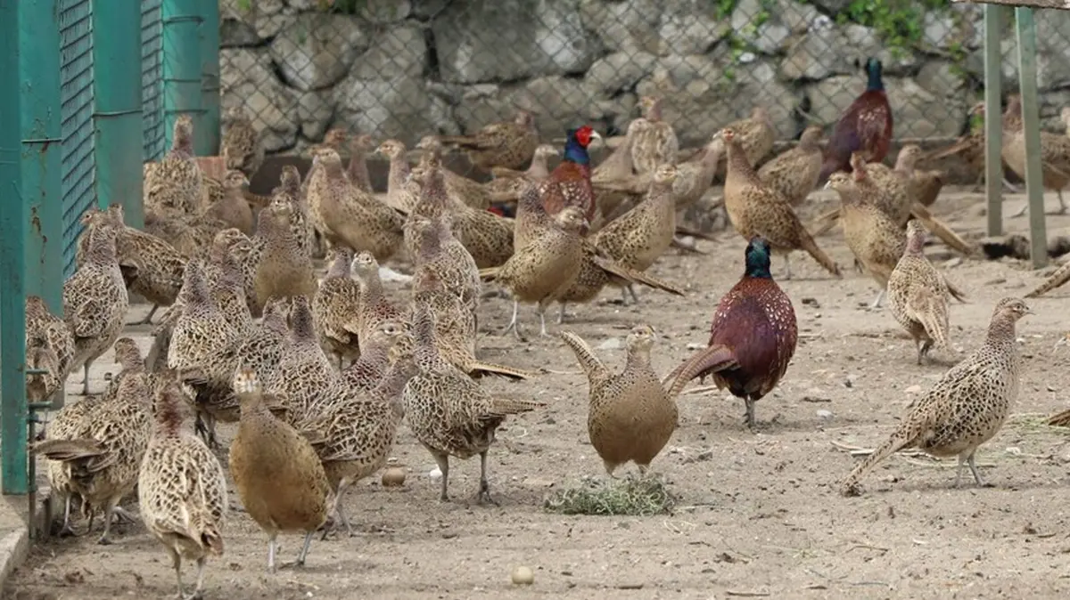 Kene ve kahverengi kokarcaya doğal çözüm: Doğaya salınacaklar