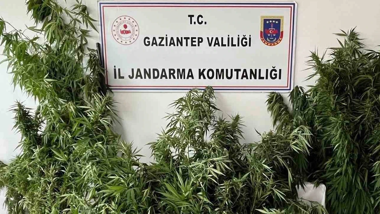Gaziantep’te kök kenevir operasyonu: 1 gözaltı