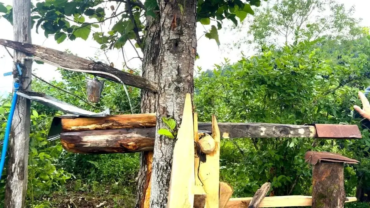 Rize'nin eski usül ayı savarı: Carimangana bahçeye girdi