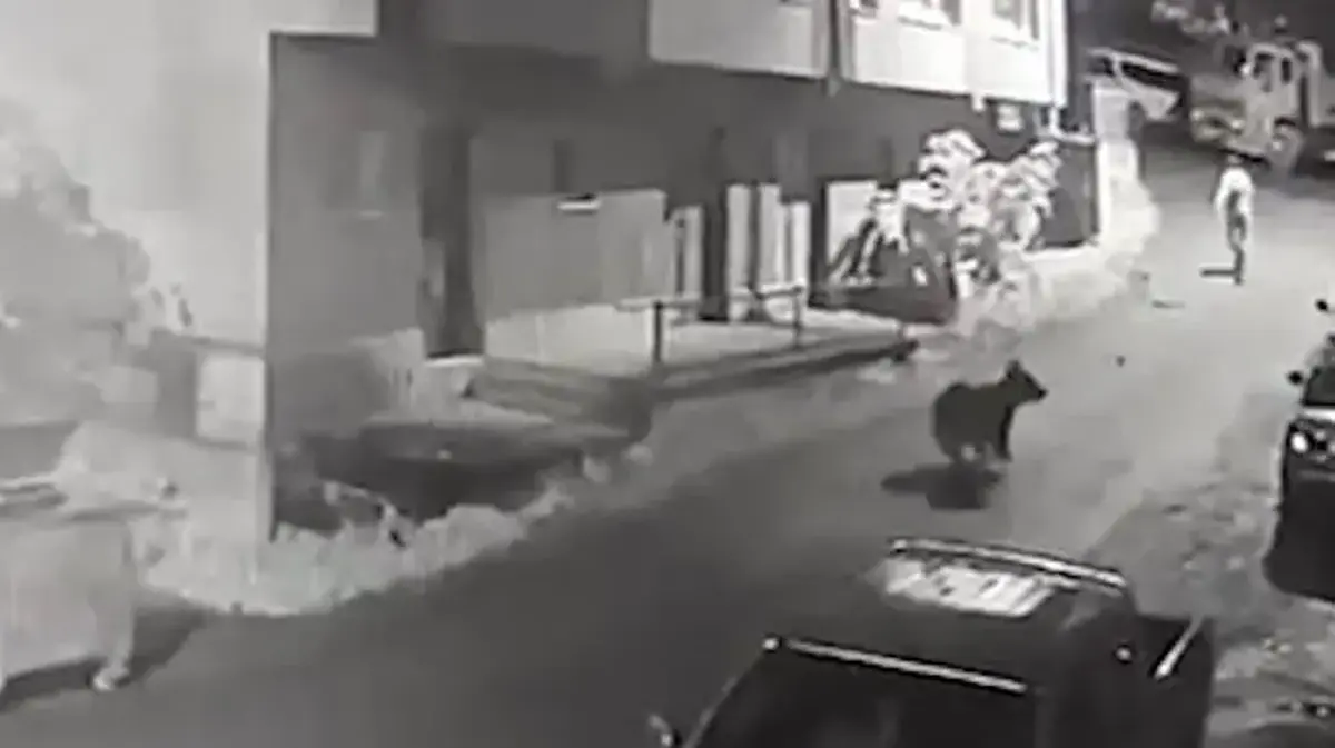 Çamlıhemşin’de vatandaşı ayı kovaladı, o anlar kameraya yansıdı
