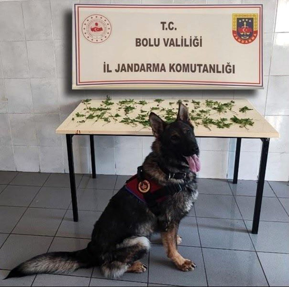 Bolu'da jandarmadan peş peşe uyuşturucu ve kaçakçılık operasyonları: 3 tutuklama