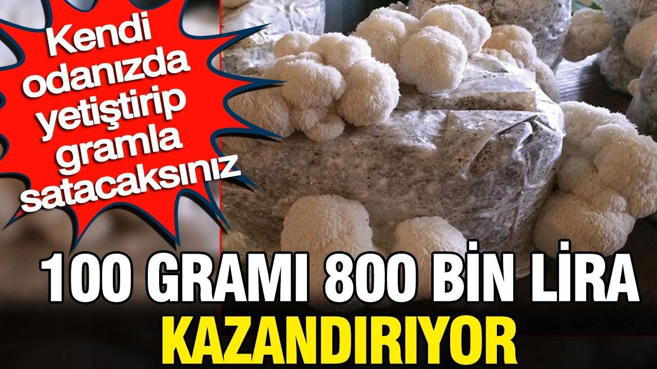 Dev hasat: 100 gramı 800 bin lira kazandırıyor Kendi odanızda yetiştirip gramla satacaksınız