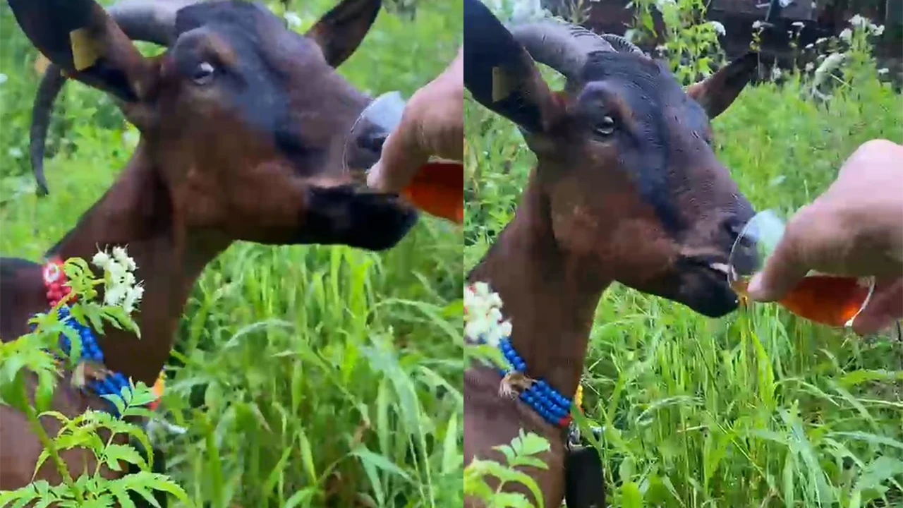 Rize'nin keçisi şaşırtmadı: Lıkır lıkır çay içti