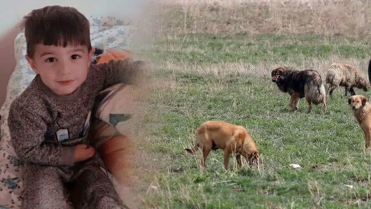 İçişler Bakanlığı açıkladı! Viranşehir'deki köpek saldırısıyla ilgili müfettiş görevlendirildi