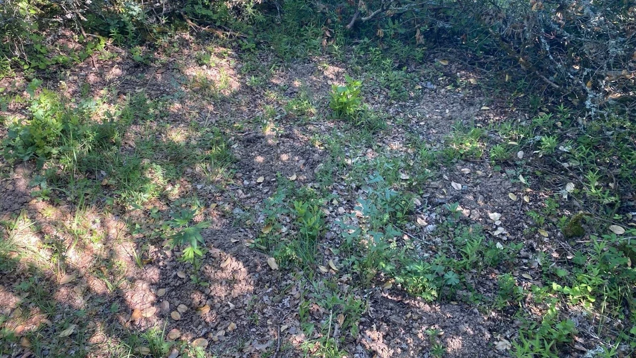 Ormanlık araziye ektiği kenevirleri sularken suçüstü yakalanmıştı: Tutuklandı