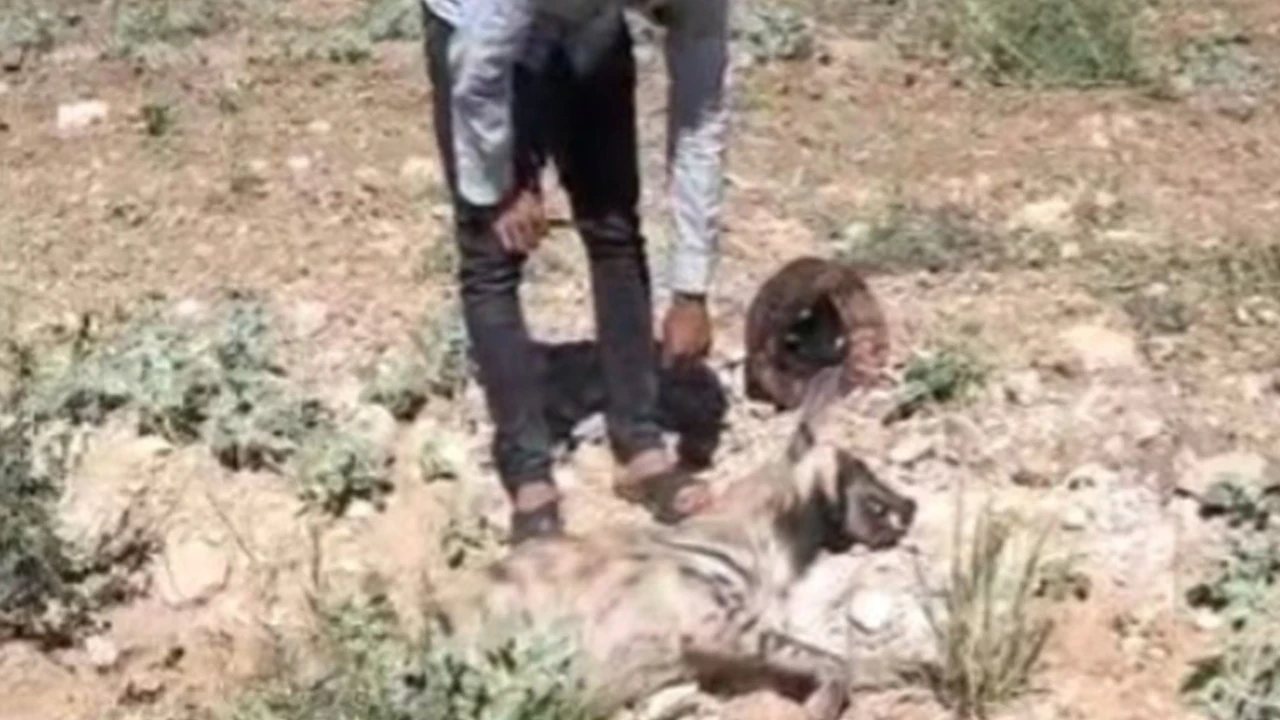 Şanlıurfa’da üzücü olay: Nesli tükenmekte olan çizgili sırtlan ölü bulundu
